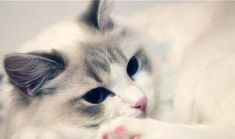 氯霉素滴眼液可以给猫用吗