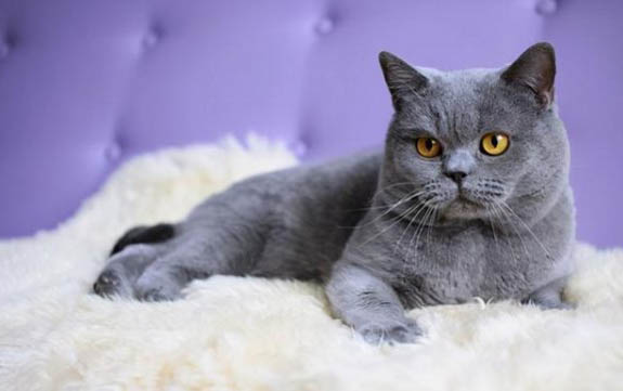 猫咪绝育一定要打疫苗吗?