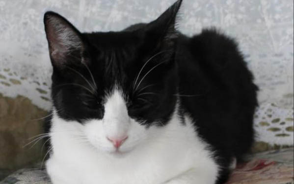 高铁能带猫咪上车吗