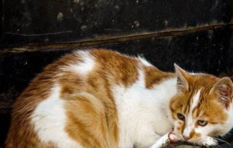 猫咪吃驱虫药多久见效