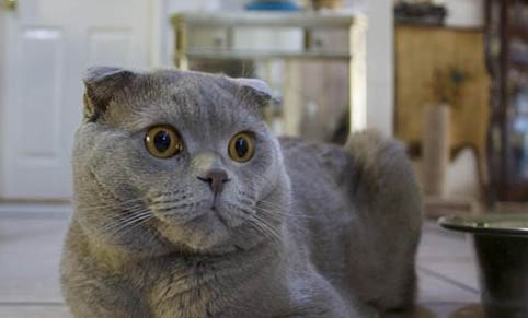 猫猫眼睛有眼屎的原因及处理方法