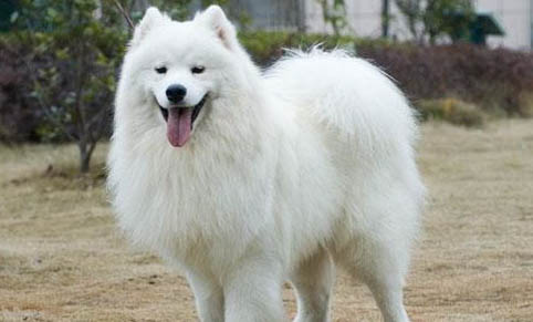 萨摩耶犬哪里有卖