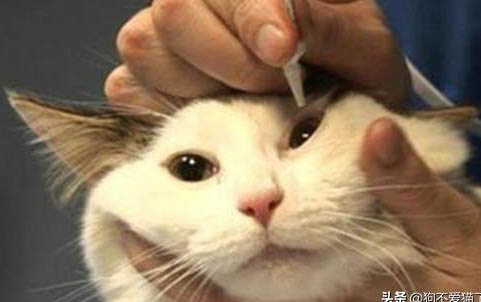 小猫打完疫苗没精神，原因何在？