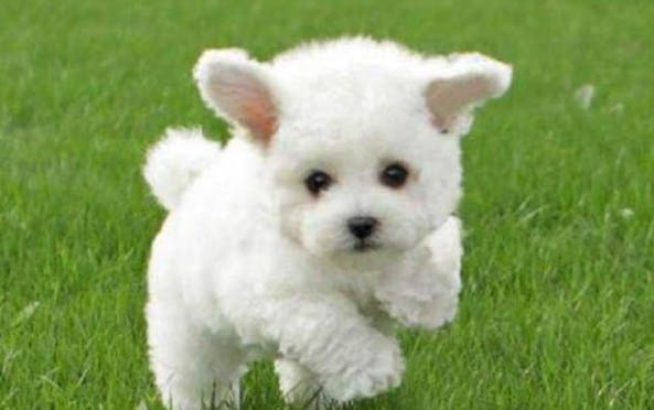 白色的小狗狗品种有什么