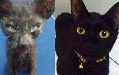 小猫的生产过程中应该注意什么?