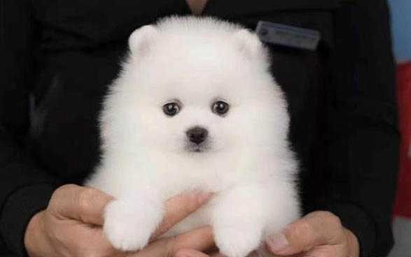博美犬和泰迪哪个好