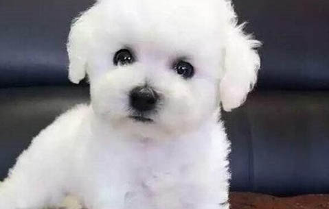 狗狗怀孕后期有哪些症状