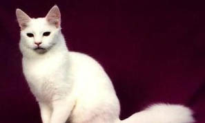 幼土耳其安哥拉猫得了猫瘟能活多久