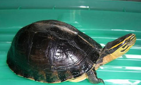 宠物龟越冬死亡的原因