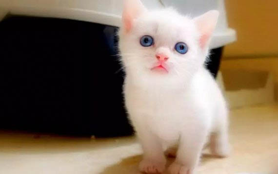 小猫感冒了流鼻涕怎么办?