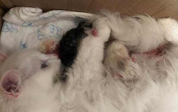母猫咪多大发情
