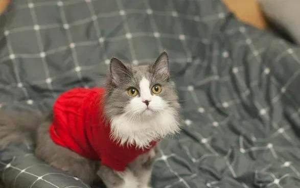 小猫多久吃一次营养膏?