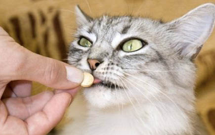 小猫一个多月可以吃什么食物