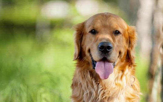 金毛寻回犬如何训练