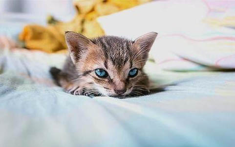 小猫流黄色屎的原因及处理方法
