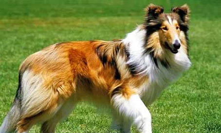 苏格兰牧羊犬眼屎多怎么回事?