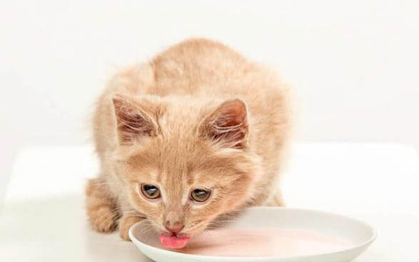 两个月小猫每天应该吃多少猫粮
