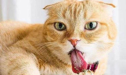 猫咪多大开始发腮