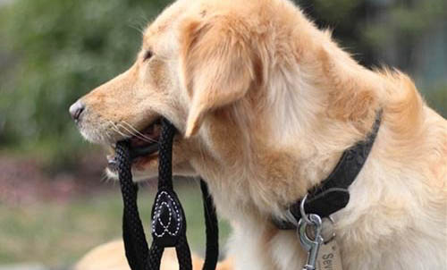犬科动物和猫科动物哪个厉害