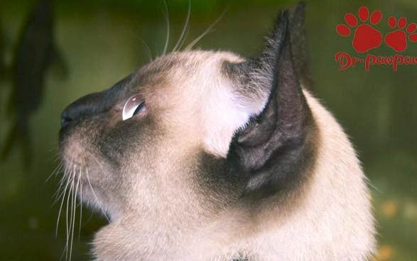 猫咪可以吃蛋黄吗