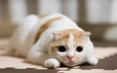 猫急性肠胃炎是什么原因引起的