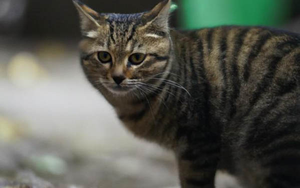 猫需要挤肛门腺