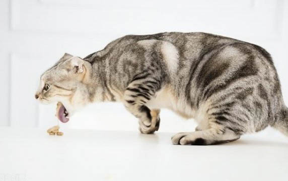 猫咪为什么特别凶狠的叫个不停
