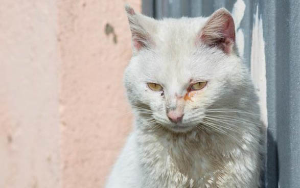 两个月大的小猫可以喝牛奶吗?