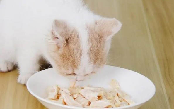 猫咪得了胰腺炎，怎么办？