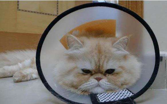 请问猫咪呕吐的原因及处理方法?
