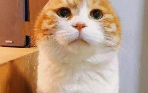 猫咪感染马拉色菌多久能好?