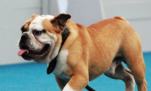 老年犬心脏肥大怎么办