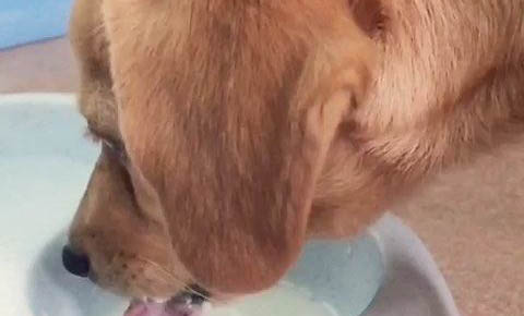 狗狗一直流口水、趴着不动是什么原因