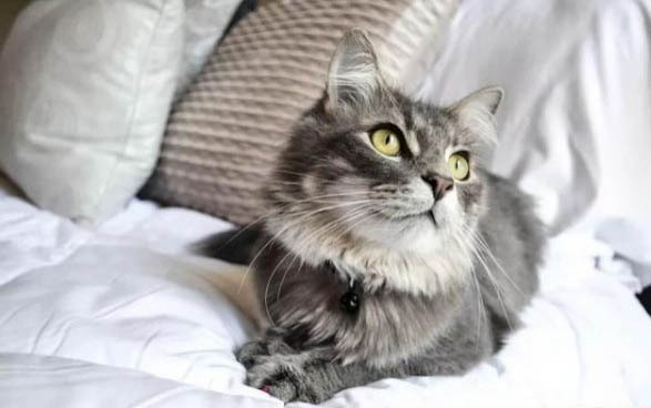 捡到猫需要做什么