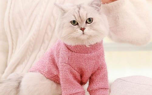 猫咪吃鱼为什么会呛人的原因