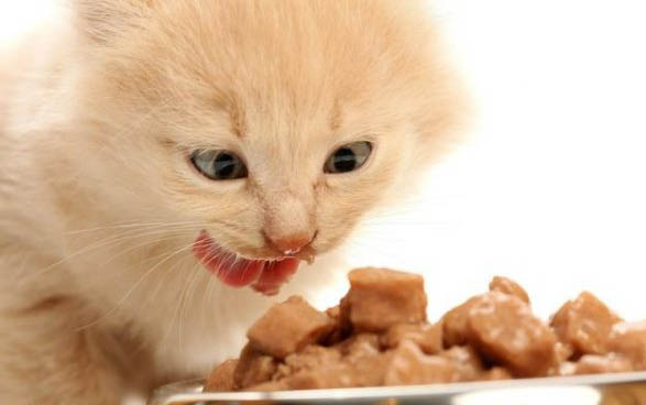 刚出生的小猫不吃奶多久会饿死？