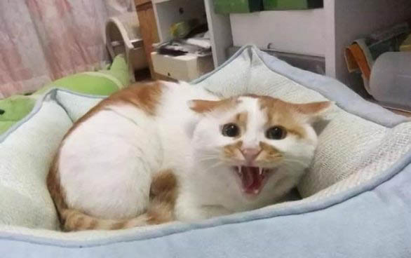 刚满月的小猫不吃不喝是怎么回事