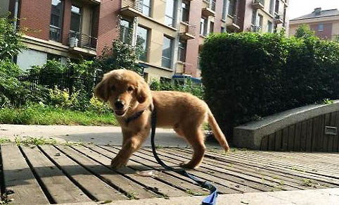 狗狗有哪些常见的传染病