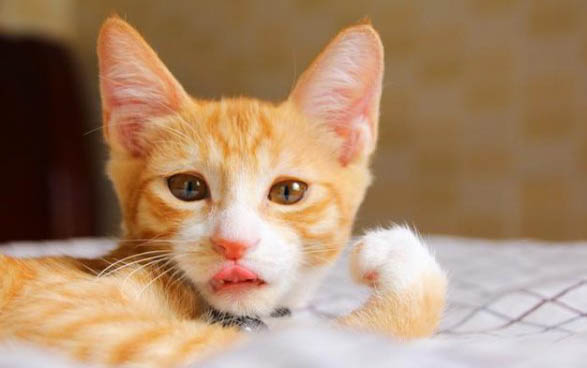猫呕吐怎么办，猫咪呕吐的原因有哪些