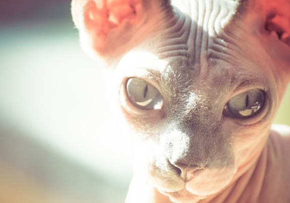 斯芬克斯猫多少钱一只?