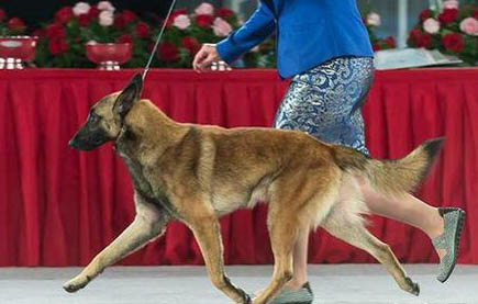 荷兰牧羊犬和马犬哪个好