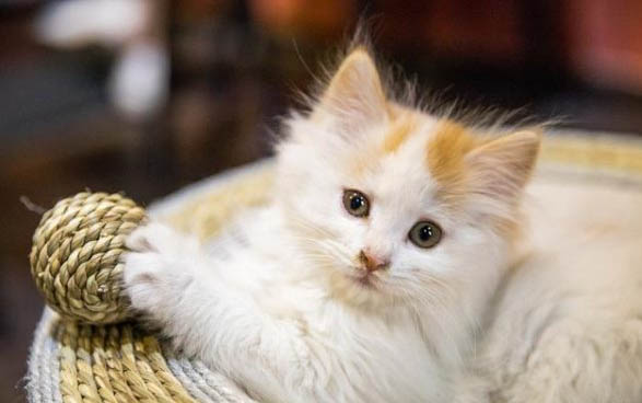 宠物猫：猫肝炎症状的原因及处理方法