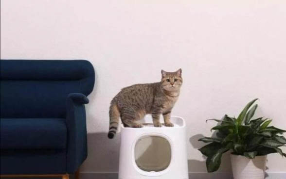 如何防止猫咪尿床