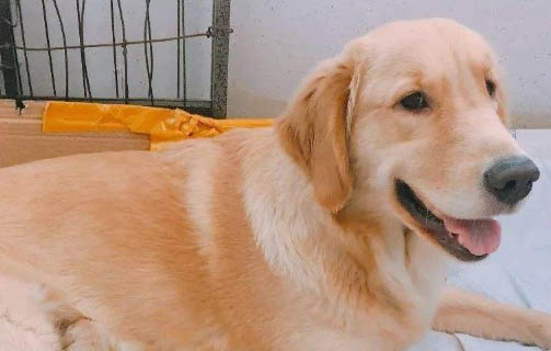 狗狗多久驱虫一次能