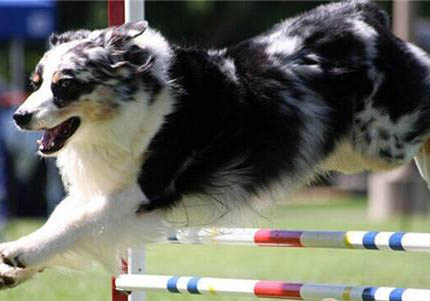 澳大利亚牧羊犬老喝水的原因及处理方法