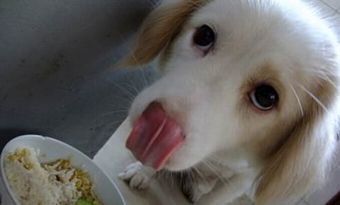 狗狗降血糖最有效的食物
