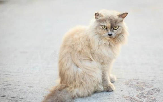 小猫的眼屎要不要清楚擦干净