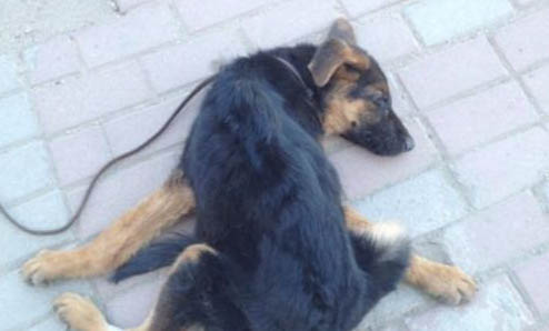 英国古代牧羊犬需要打狂犬疫苗吗
