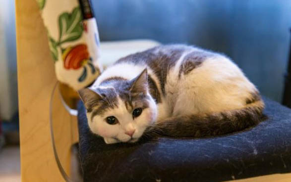 猫怀孕几天生产正常