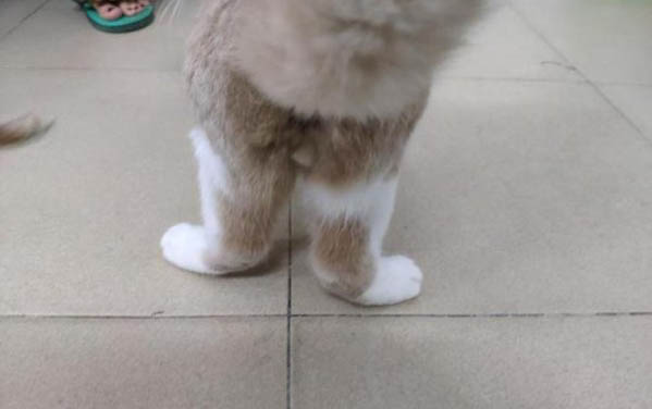 怎么看小猫是不是故意尿床?